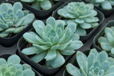 法師多肉品種推薦 法師多肉爆盆造型方法